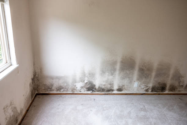 Best Water Damage & Mold Remediation  in Grottoes, VA